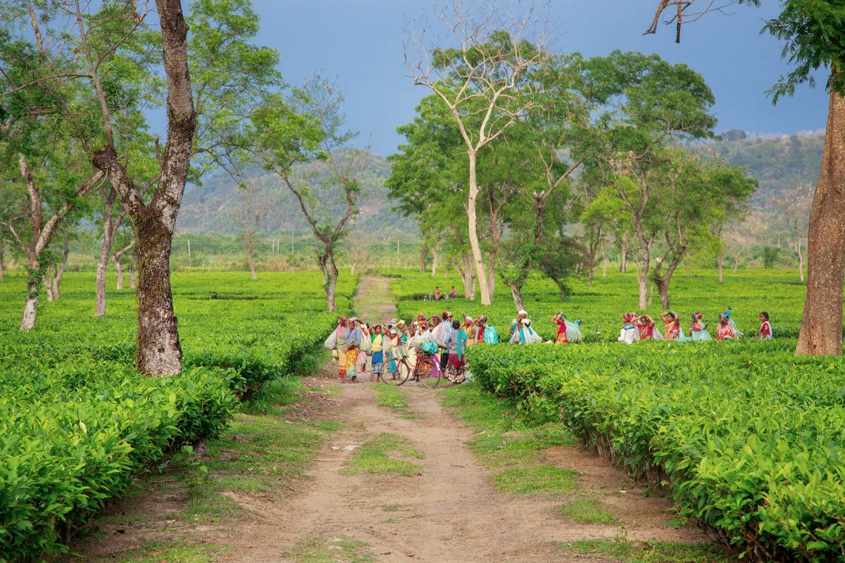 Path through a tea plantation in Assam